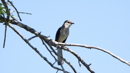 Northern mockingbird (Mimus polyglottos)
perched in a tree in a backyard in Panama City, Florida, USA