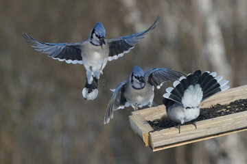 Blue Jays fighting for food at the feeder on a freezing cold but sunny winter day beside the squirrel proof feeder pole. Feeding wild birds