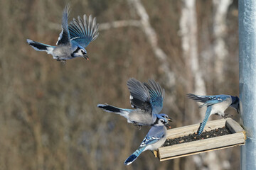 Blue Jays fighting for food at the feeder on a freezing cold but sunny winter day beside the squirrel proof feeder pole. Feeding wild birds