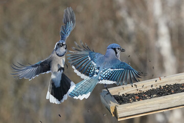 Blue Jays fighting for food at the feeder on a freezing cold but sunny winter day beside the...