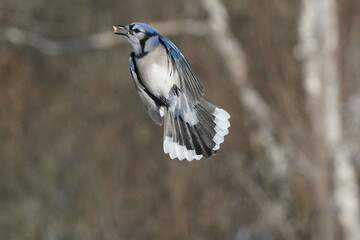 Blue Jays fighting for food at the feeder on a freezing cold but sunny winter day beside the squirrel proof feeder pole. Feeding wild birds