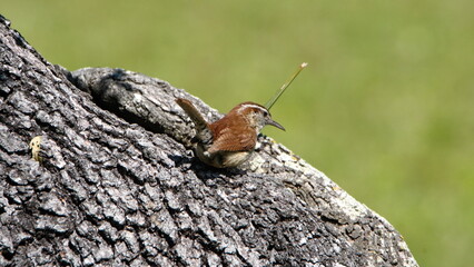 Carolina wren (Thryothorus ludovicianus) perched in a tree in a backyard in Panama City, Florida, USA