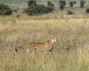 cheetah in serengeti