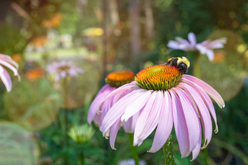 bumblebee collects pollen from a coneflower in the early morning sun