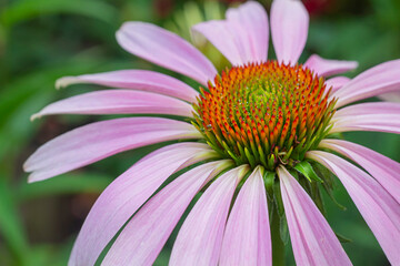 Close up of the disk floer of a coneflower  bloom