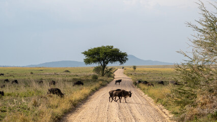 herd of wildebeest crossing street