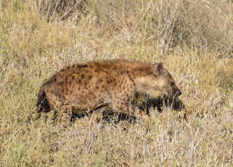 hyena in serengeti national park city