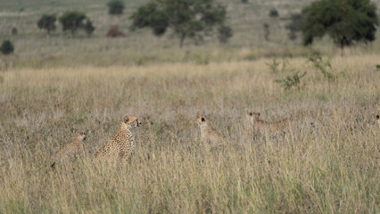 Fototapeta na wymiar gepard cheetah family serengeti safari