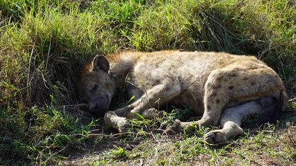 Foto auf Acrylglas hyena sleeping relaxing © TravelLensPro