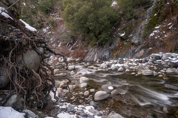 A mountain creek with snow covered rocks next to the roots of a pine tree exposed by erosion.