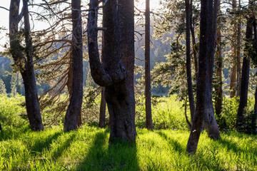 Sunlight in a green forest of pine trees and tall grass in the Sierra Nevada Mountains of Northern California.