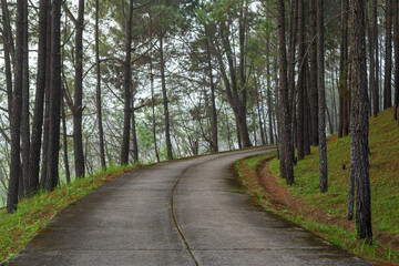 View concrete road in the tree forest.