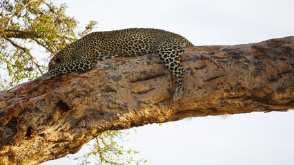Naklejka na ściany i meble leopard resting on the tree