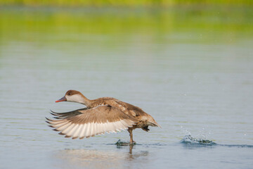 Female Red-crested pochard running on the water to start the takeoff, low angle view, side shot, seen in a India.