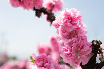 枝いっぱいのピンクの桃花