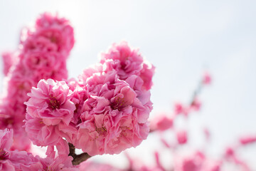 満開の桃の花　ピンク