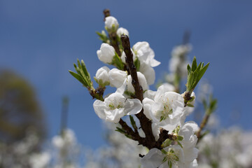 白い桃の花とつぼみ