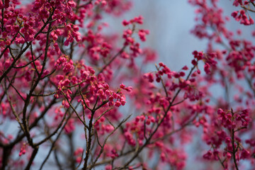 満開間近のピンクの小花　桃　