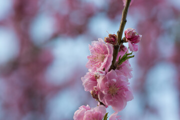 枝についた数輪の桃 クローズアップ