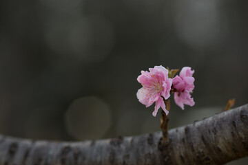 背中合わせに咲いた桃の花