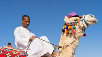 Low angle view of Egyptian Arab man sitting on a white camel  - Powered by Adobe