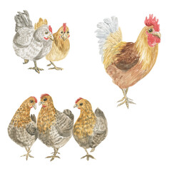 Watercolor illustration of a group of hens and a rooster