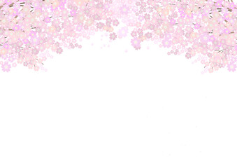 桜の花のカラーイラスト