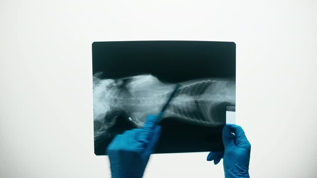 Animal bones x-ray close-up. Doctor veterinarian examining cat or dog skeleton roentgen.