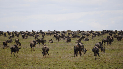 herd of wildebeest