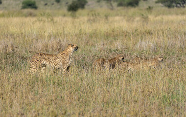 cheetah and cub