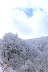 雪国の樹氷になった白い世界の風景
