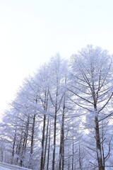 雪国の樹氷になった白い世界の風景