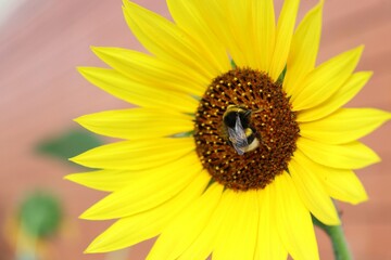 Fototapeta premium sunflower with bee
