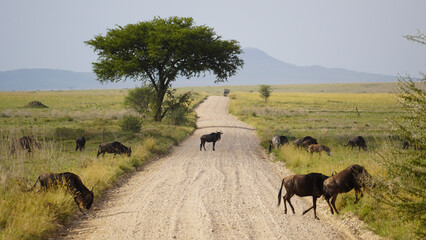 herd of horses