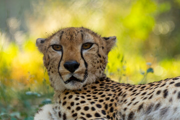 cheetah