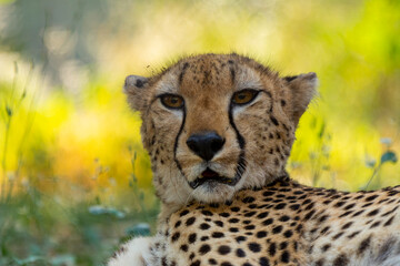 cheetah