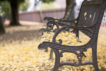 イチョウとベンチ　Autumn leaves