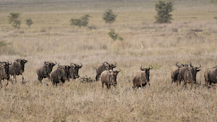 Obraz na płótnie Canvas wildebeest