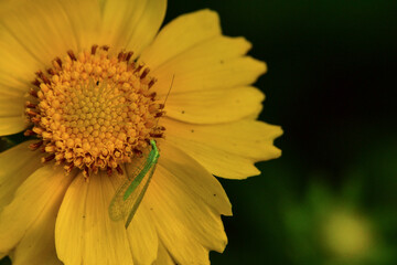 Insects inhabiting wild plants