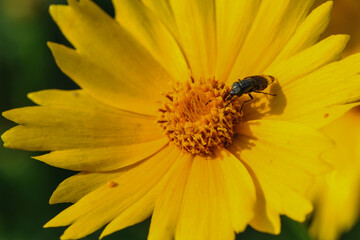 Insects inhabiting wild plants