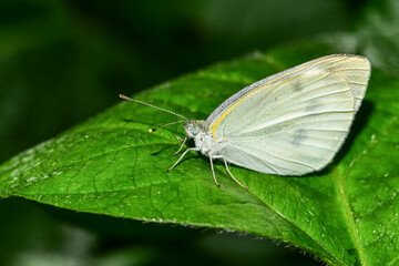 Insects inhabiting wild plants