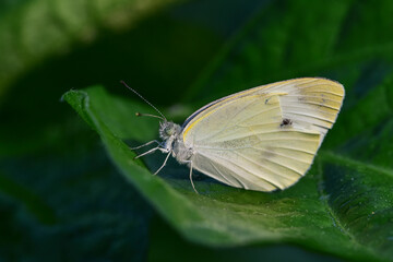 Insects inhabiting wild plants