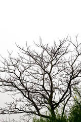 Leafless dead tree branches under the foggy sky in the evening