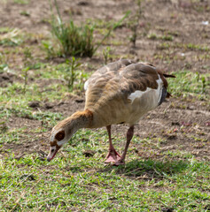 grey crowned crane