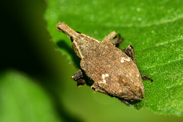 Insects inhabiting wild plants