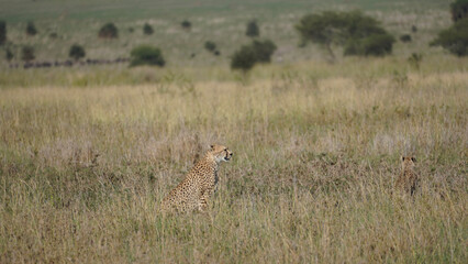 Obraz na płótnie Canvas cheetah in serengeti