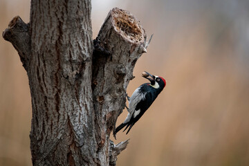 Acorn woodpecker on a tree trying to hide acorn