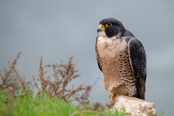 Peregrine falcon female perched on a rock overlooking the pacific ocean near San Pedro California