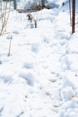 Pathway on the snow in early spring sunny day. Early spring nature. Selective focus.
