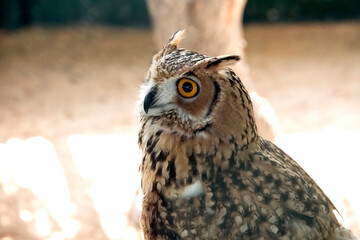 Desert owl in the falcon hospital Abu Dhabi